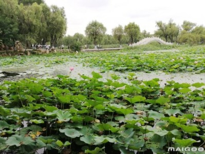 南京哈尔滨太阳岛旅游景点推荐，你去过几个？